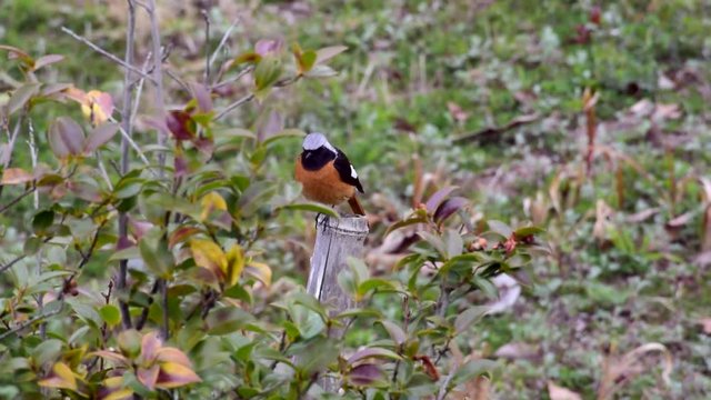 杭にとまる、ジョウビタキ（メス）