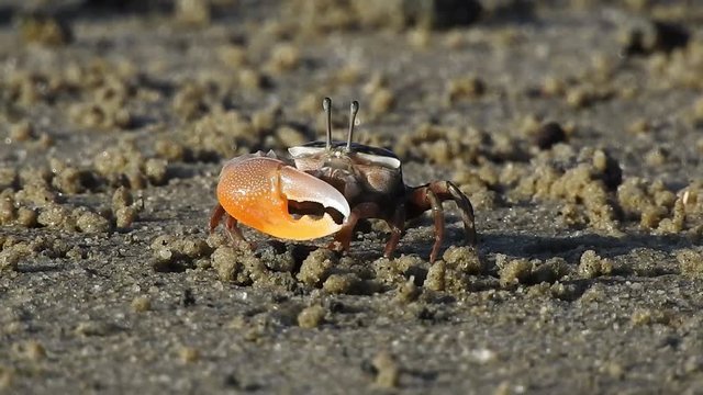Male fiddler crab eating and moving