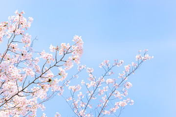 桜、日本の春の眺め。