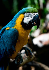 Blue and Gold Macaw Profile
