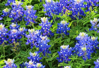 Up close view of beautiful texas bluebonnets in the spring