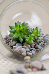 Brightly colored succulents in glass vase with pebbles