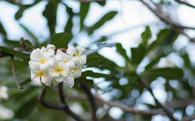 A set of white and yellow plumeria frangipani flowers on the tree in Thailand. Close up with bokeh