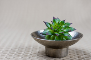 Side view of bright green succulent in silver dish