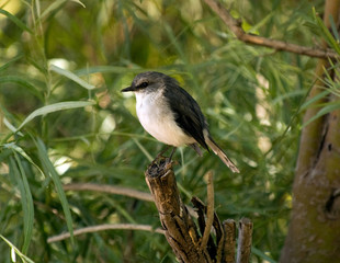 White Breasted Robin