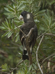 Carnaby Cockatoo
