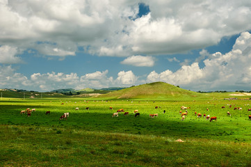 Fototapeta na wymiar The cattle and flock of sheep on the grassland.