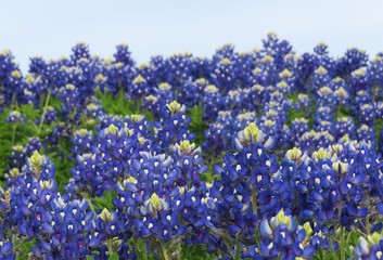 Up close view of texas bluebonnets in the spring