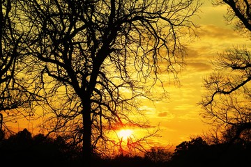 Beautiful sunset looking through trees