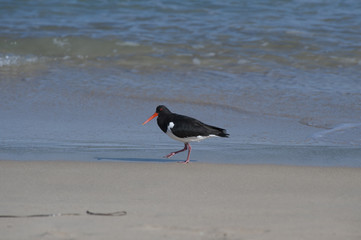 Oyster Catchers