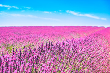 Fototapeta na wymiar Lavender flowers blooming fields. Valensole Provence, France