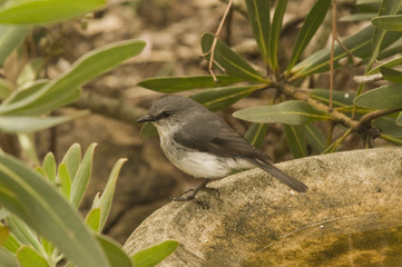 White Breasted Robin
