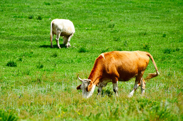 The cattle and flock of sheep on the grassland.