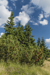 Fototapeta na wymiar Spruce trees in Krkonose mountains