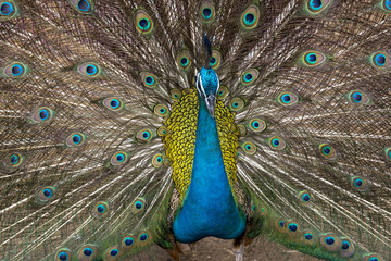Fototapeta na wymiar close-up peacock feathers