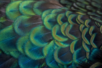 Plakat close-up peacock feathers