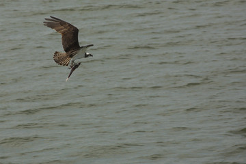 Osprey flying over Delaware River with fish in its talons.