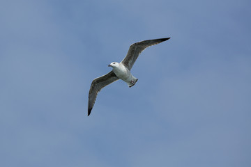 Juvenile herring gull soars over mouth of the Delaware River.