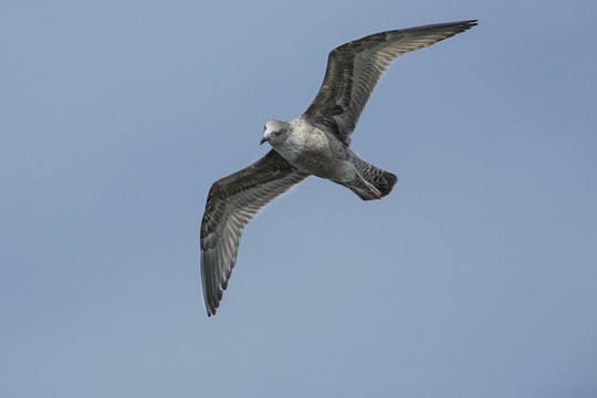 Juvenile herring gull soars over mouth of the Delaware River.