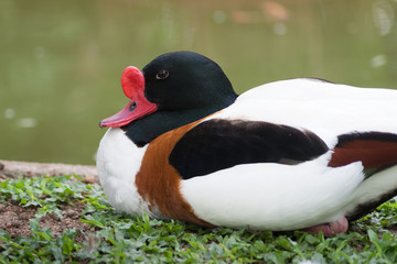 farbige Gans am Teich