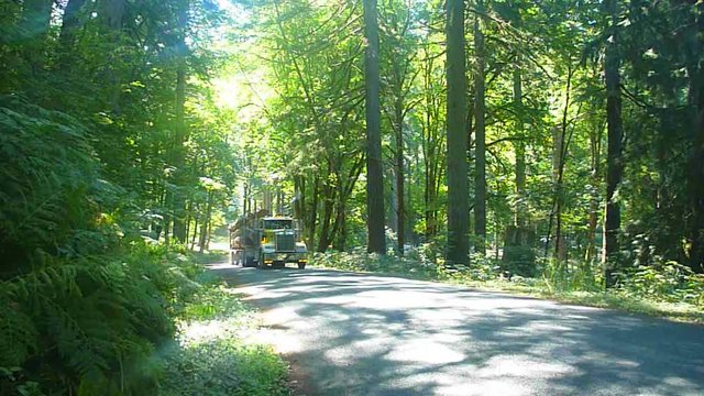 Logging truck drives with full load of timber through lush forest in Oregon.