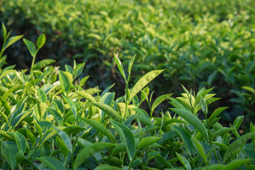 Organic Tea plantation in Chiang Rai, Thailand