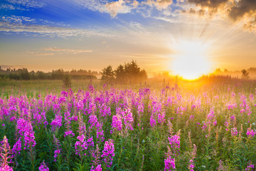 Naklejka premium rural landscape with sunrise and blossoming meadow