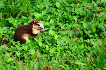 Young squirrel eating in the garden
