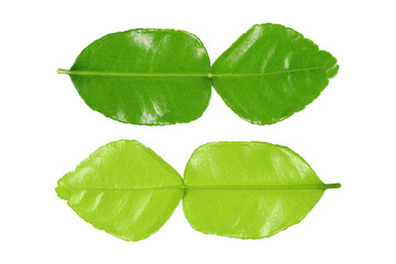 Fototapeta na wymiar green kaffir lime leaf front and back side isolated on white