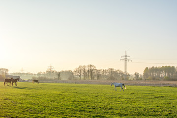 Fototapeta na wymiar horses at sunset in a big field Europe Germany