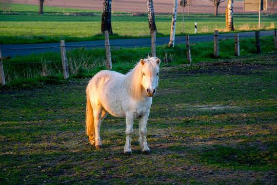 beautiful white ponny at sunset in Germany Europe