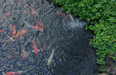 Koi fish in ponds