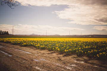 Spring Daffodils in Washington