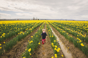 Spring Daffodils in Washington