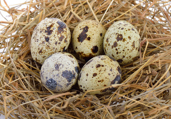 Naklejka na ściany i meble Quail eggs on nest