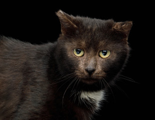 Portrait of unusual brown cat look like bear on isolated black background, side view