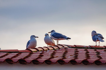 seagulls sitting on a roof covered with red tiles © alexgurov