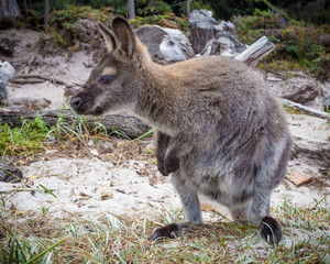 Bennett Wallaby