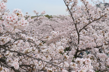 cherry blossoms : Osaka Japan