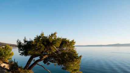 Fototapeta na wymiar Pine tree against blue sea