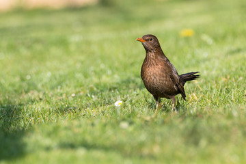 Amsel