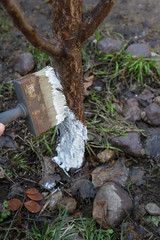 Lime treatment in spring © korvit