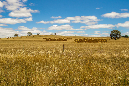 Hay Bales In A Wheat Field On A Beautiful Blue Sky Sunny Day In Rural South Australia