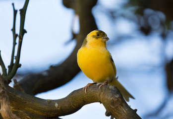 Gelber Vogel auf Ast
