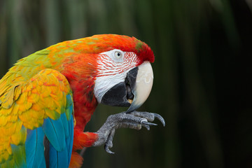 Ara Papagei Kratzt sich