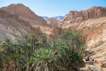 Fototapeta na wymiar Canyon with palm trees down in the mountain desert