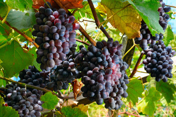 bunches of grapes on the vine