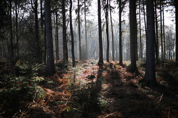 Fototapeta premium nauture