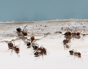 ants on the wall