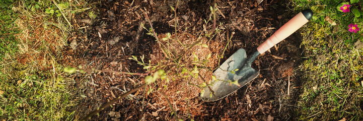 Flatlay, Schaufel und Strauch im Garten, einpflanzen und gartenarbeit